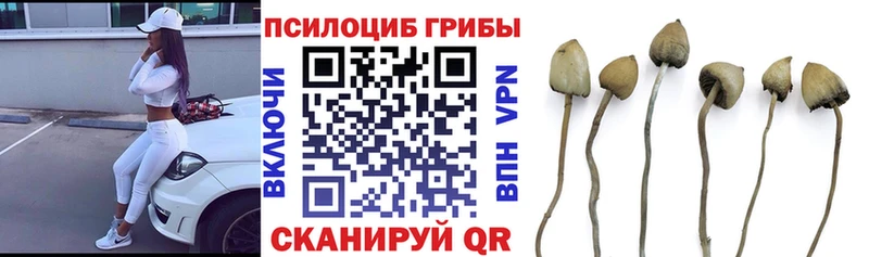 Псилоцибиновые грибы прущие грибы  Купино 